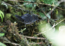 Grey-crowned Rosy Finch