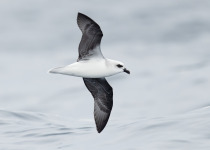 Grey-faced Petrel