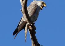 Grey falcon