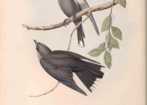 Grey Fantail