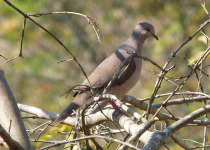 Grey-fronted Dove