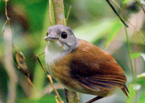 Grey-headed Babbler