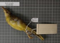 Grey-headed Bristlebill