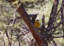 Grey-headed Bushshrike