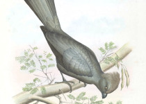 Grey-headed Bushshrike