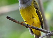 Grey-headed canary-flycatcher