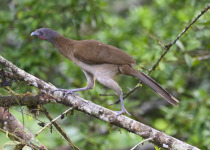 Grey-headed Chachalaca