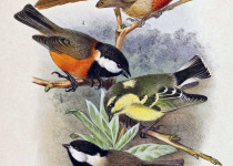 Grey-headed Chickadee