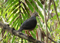 Grey-headed Dove