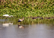 Grey-headed Lapwing
