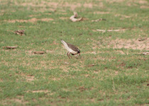 Grey-headed Lapwing