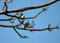Grey-headed lovebird