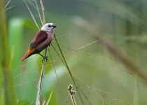 Grey-headed Munia