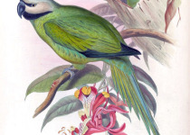 Grey-headed Parakeet