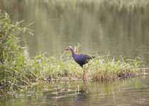 Grey-headed Swamphen