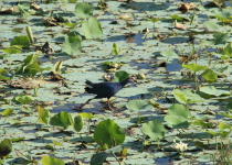 Grey-headed Swamphen