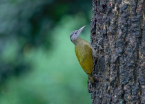 Grey-headed Woodpecker