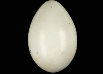 Grey-headed Woodpecker