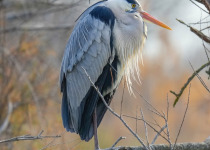 Grey Heron