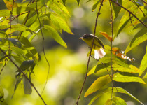 Grey-hooded Warbler