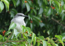 Grey Kingbird