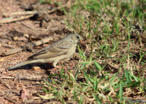 Grey-necked Bunting