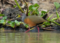 Grey-necked Wood-Rail