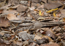 Grey Nightjar