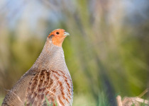 Grey Partridge