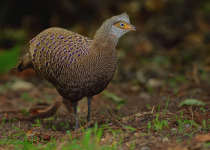 Grey Peacock-Pheasant
