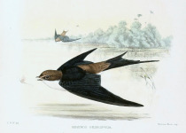 Grey-rumped Swallow