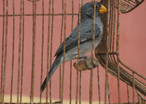 Grey Seedeater