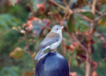 Grey Shrike-thrush