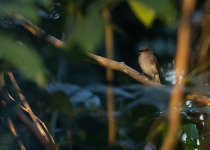 Grey Shrike-thrush