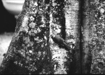 Grey-throated Barbet