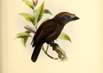 Grey-throated Barbet