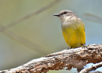Grey-throated Flycatcher