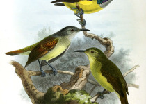Grey-throated Sunbird