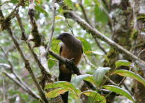 Grey Treepie