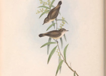 Grey Warbler