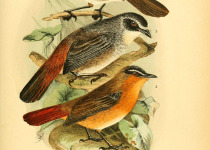 Grey-winged Robin-Chat