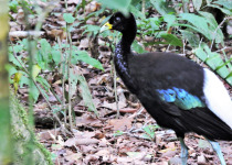 Grey-winged Trumpeter