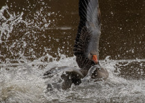 Greylag Goose