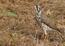 Groundscraper Thrush