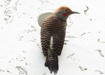 Guadalupe flicker