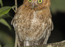 Guatemalan Screech Owl