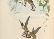 Guerin's Helmetcrest