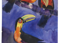 Guianan Toucanet