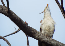 Guira Cuckoo