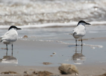 Gull-billed Tern